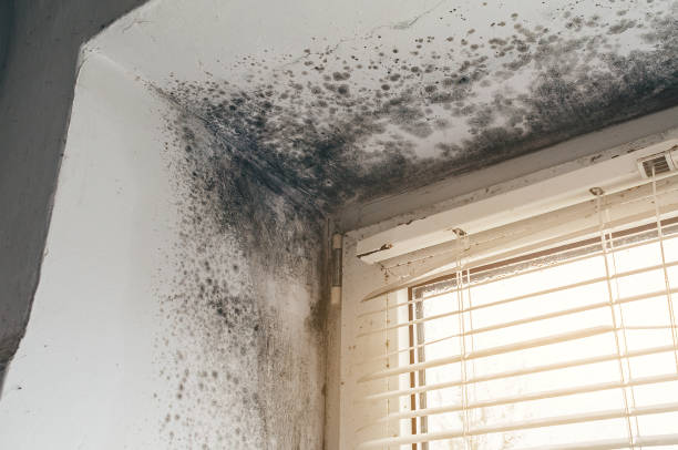 Affordable Mold Removal solutions in Saxapahaw, NC